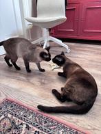 siamese kittens verwacht, Geslacht onbekend, Ingeënt, 0 tot 2 jaar