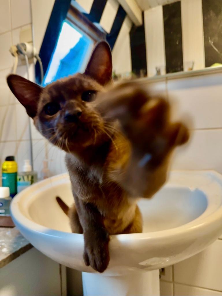 Europese Burmese, Kater, Gechipt, 0 tot 2 jaar