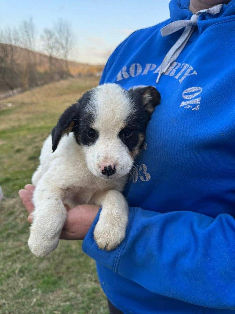 Yeti – een klein mannetje met een groot hart, Particulier, 15 weken tot 1 jaar, Reu, Buitenland