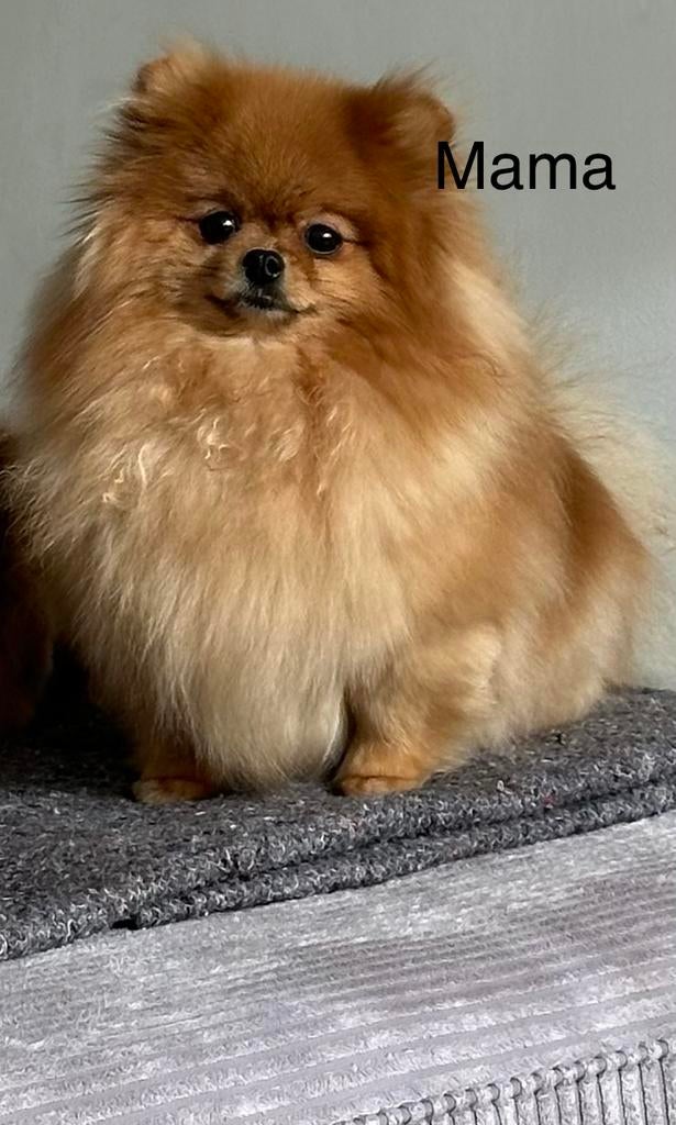 Exclusieve Pomeriaan pups, 8 tot 15 weken, Meerdere, Meerdere dieren, Nederland