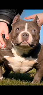 American pocket bully reu, Reu, Parvo, Eén hond, 3 tot 5 jaar
