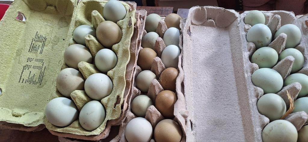 Groene broedeieren ook normale broedeieren mix, Dieren en Toebehoren, Ophalen of Verzenden, Nieuw, Overige typen
