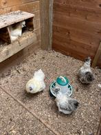 Zijdehoen broedeieren, Dieren en Toebehoren, Pluimvee, Geslacht onbekend, Kip