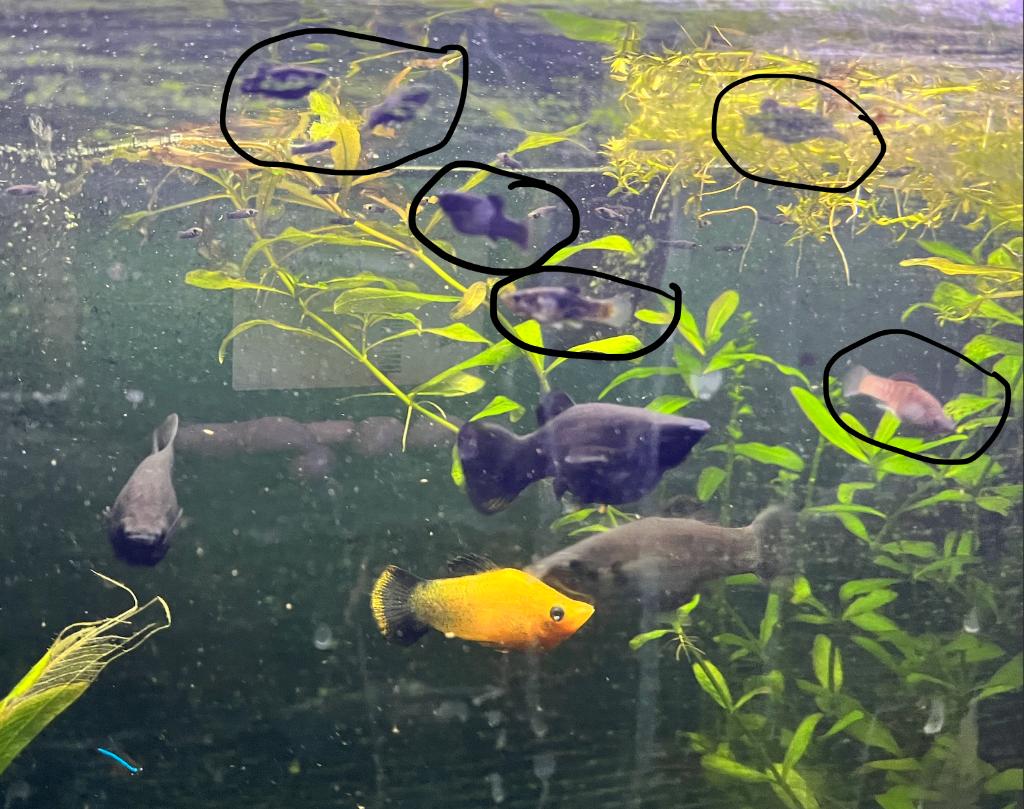 Baby molly's, 5 stuks, Dieren en Toebehoren, Kreeft, Krab of Garnaal, Zoetwatervis