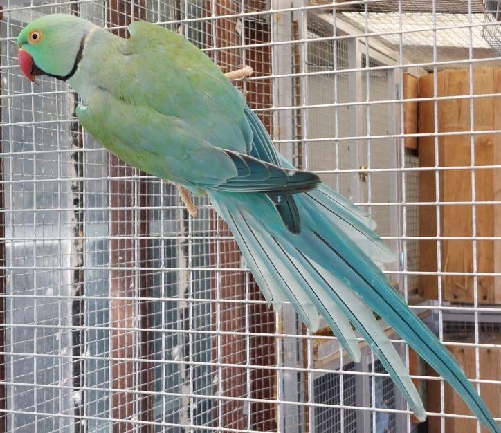 Halsbandparkieten kweekman, Meerdere dieren, Parkiet, Geringd