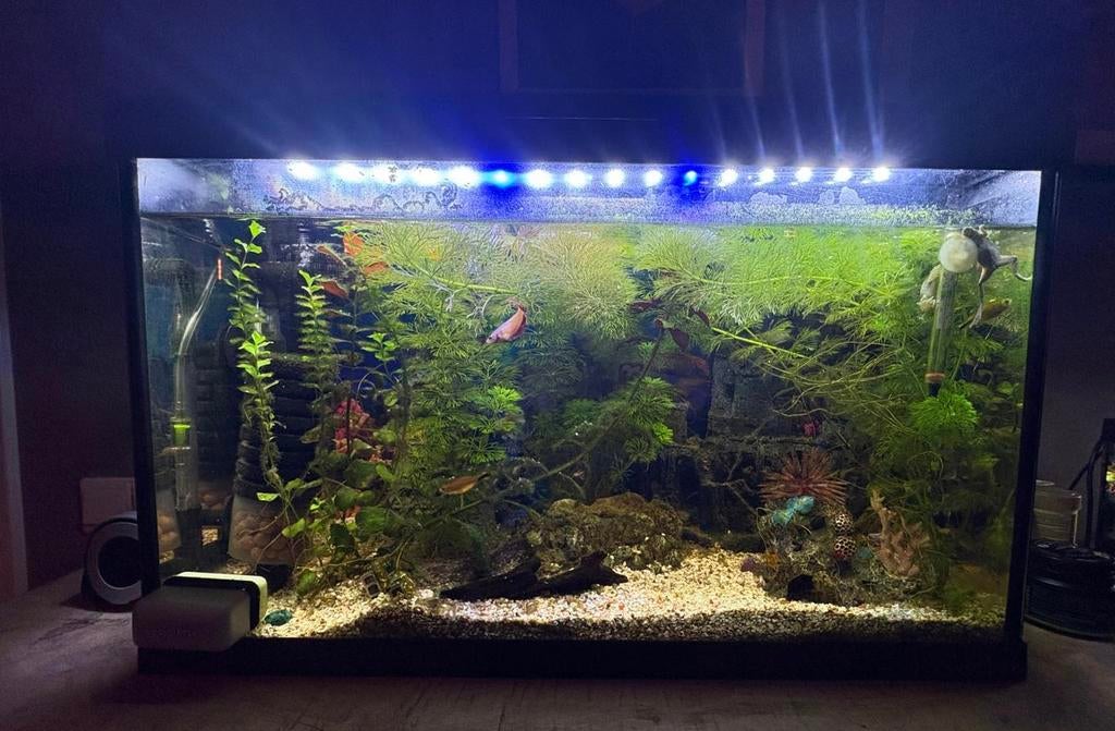 𝐀𝐪𝐮𝐚𝐫𝐢𝐮𝐦 + 𝐯𝐢𝐬𝐬𝐞𝐧 𝐞𝐧 𝐚𝐬𝐬𝐞𝐜𝐨𝐢𝐫𝐞𝐬, Dieren en Toebehoren, Vissen | Aquaria en Toebehoren, Ophalen, Gevuld zoetwateraquarium