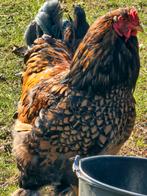 Brahma groot goud/zwart gezoomd trio, Dieren en Toebehoren, Pluimvee, Kip