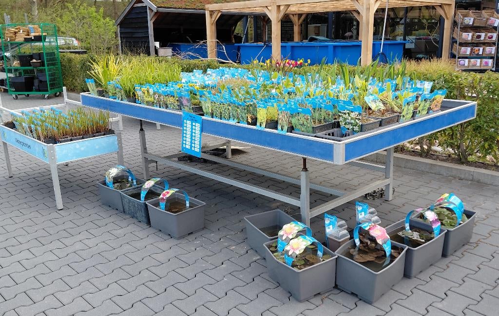 Prachtige Vijverplanten vanaf 2,79 per plant, Info@aquadeco.nl, Het wendelgoor, Nieuw, Ophalen of Verzenden