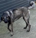 Grote  Kangal dekreu, Reu, 1 tot 2 jaar, Parvo, Eén hond
