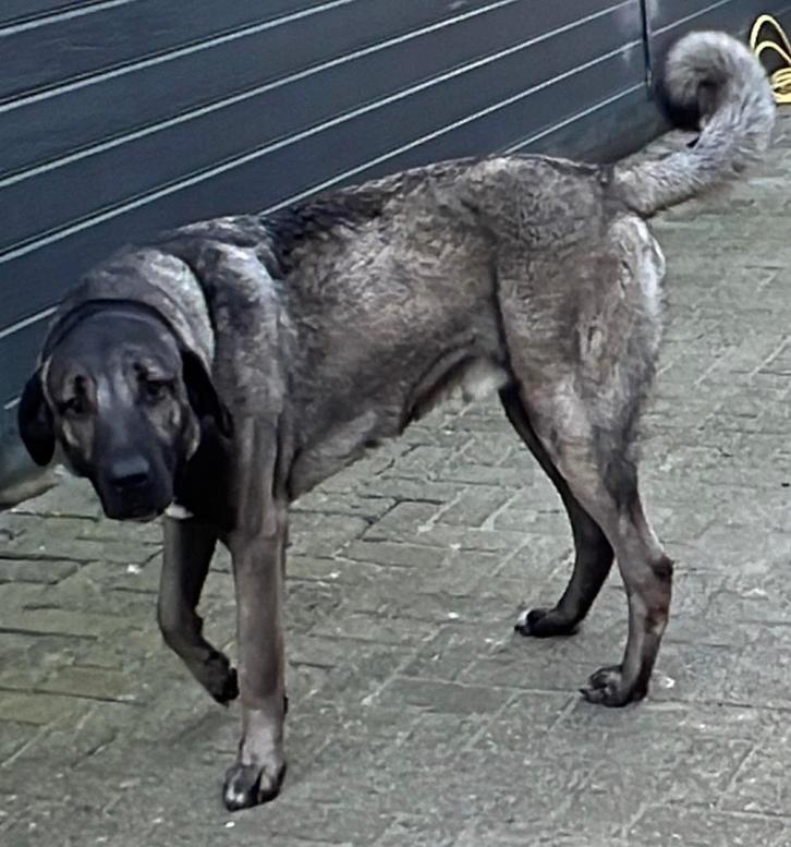 Grote  Kangal dekreu, Dieren en Toebehoren, Honden | Dekreuen, Reu, Particulier, Eén hond, Nederland, 1 tot 2 jaar, CDV (hondenziekte)