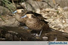 Siereenden, Meerdere dieren, Eend