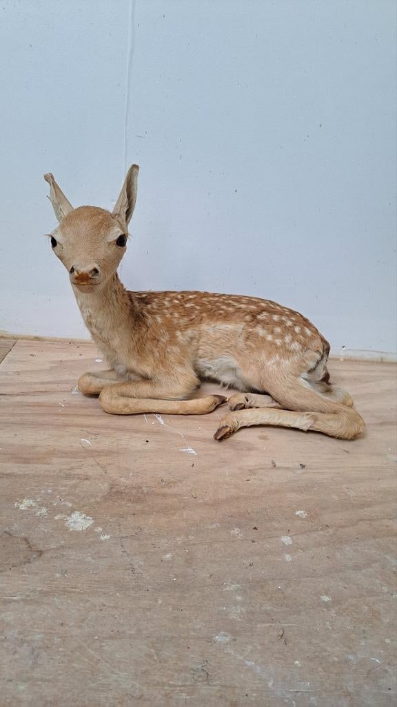 Prachtig Opgezette Hert!, Ophalen of Verzenden, Zo goed als nieuw, Hert, Opgezet dier