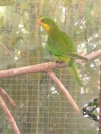 Barraband parkieten, Meerdere dieren, Parkiet, Geringd