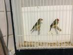 Koppel roodkop binsenastrildes 25, Dieren en Toebehoren, Meerdere dieren, Tropenvogel