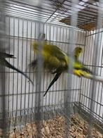 Blackwings, Dieren en Toebehoren, Vogels | Parkieten en Papegaaien, Meerdere dieren, Parkiet