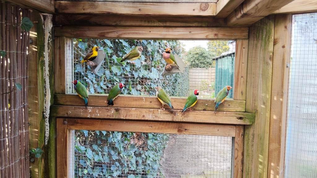Gouldamadines uit buitenvoliere, Dieren en Toebehoren, Meerdere dieren