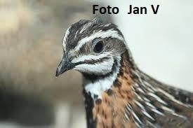 harlekijn kwartels, Meerdere dieren, Overige soorten