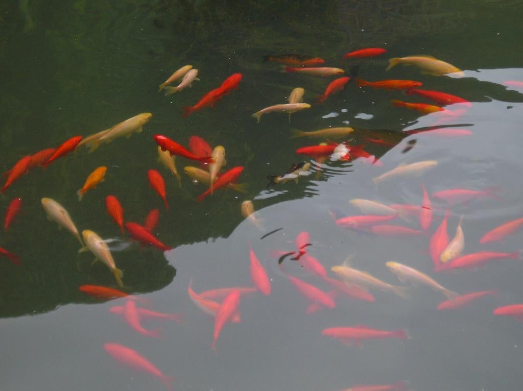 goudvis/sluierstaart vis/ bijna gratis, Dieren en Toebehoren, Goudvis(sen)