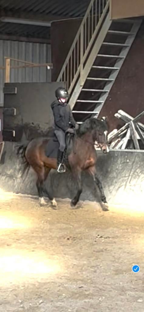 Bijrijder aangeboden/ bijrijd paard/pony gezocht!, Dieren en Toebehoren, Ophalen of Verzenden, Zo goed als nieuw