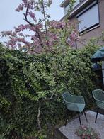 Pruimenboom, Ophalen of Verzenden, Volle zon, Overige soorten