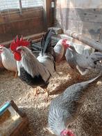 Broedeieren leghorn groot, Geslacht onbekend, Kip