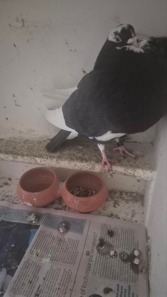 Kraai witslag duif bastaard gaditano, Dieren en Toebehoren, Vogels | Duiven, Vrouwelijk, Kropper