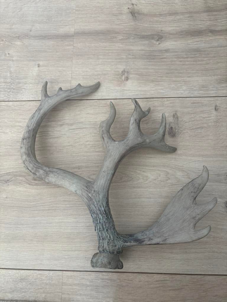 Hertengewei landelijke decoratie, Huis en Inrichting, Ophalen, Zo goed als nieuw