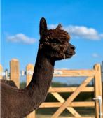 Bruine Alpaca Merrie, Juni, Vrouwelijk