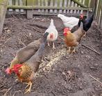 Gezocht patrijs leghorn haan groot., Mannelijk, Kip