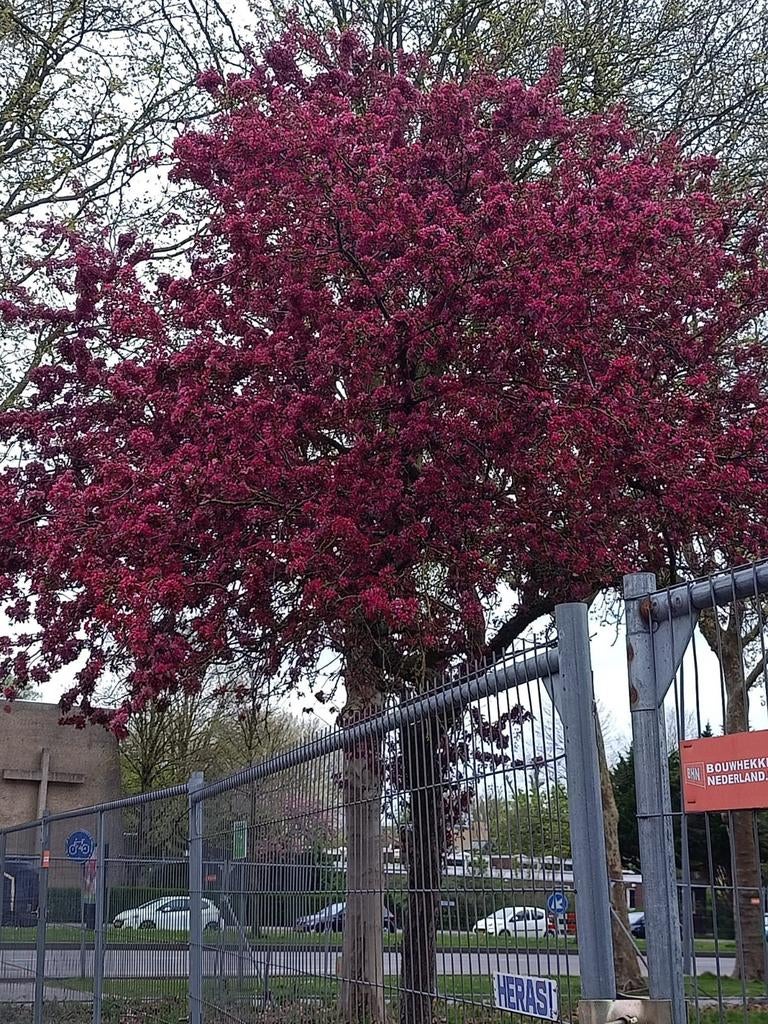 Fruitboom is heel mooi (mini appelboom), Ophalen, Minder dan 100 cm, Overige soorten, Zomer