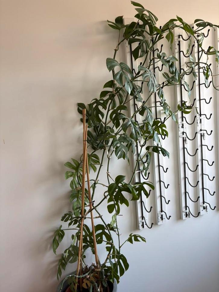 Monstera Minima met sierpot, Huis en Inrichting, Kamerplanten, Halfschaduw, Ophalen