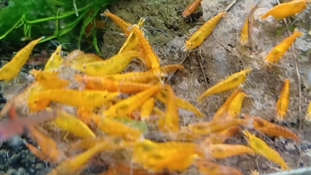 Hobbyaquarium  Orange sun garnalen aktie 15 tot 19 april, Kreeft, Krab of Garnaal, Zoetwatervis, Schoolvis