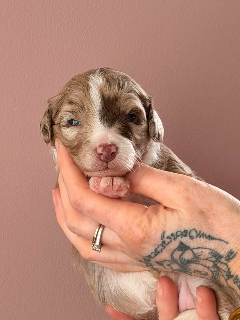 Gastgezin gezocht Aussiedoodle pup 🐶💜, Parvo, Overige rassen, 8 tot 15 weken, Teef