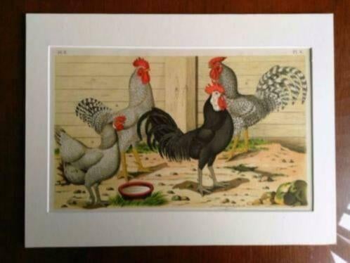 Litho Nuyens Bungartz Lubbert Pluimvee Vogels Kip Haan 1883, Ophalen of Verzenden