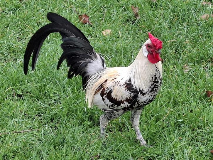 Haantje van Hollandse kriel, Dieren en Toebehoren, Pluimvee, Kip, Mannelijk