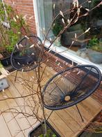 Amelanchier lamarckii ( krentenboom), Tuin en Terras, Planten | Bomen, Ophalen, Volle zon, Overige soorten