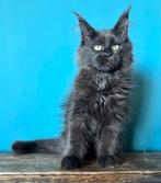 Maine Coon kitten, Dieren en Toebehoren, Katten en Kittens | Raskatten | Langhaar, Poes, Met stamboom, 0 tot 2 jaar