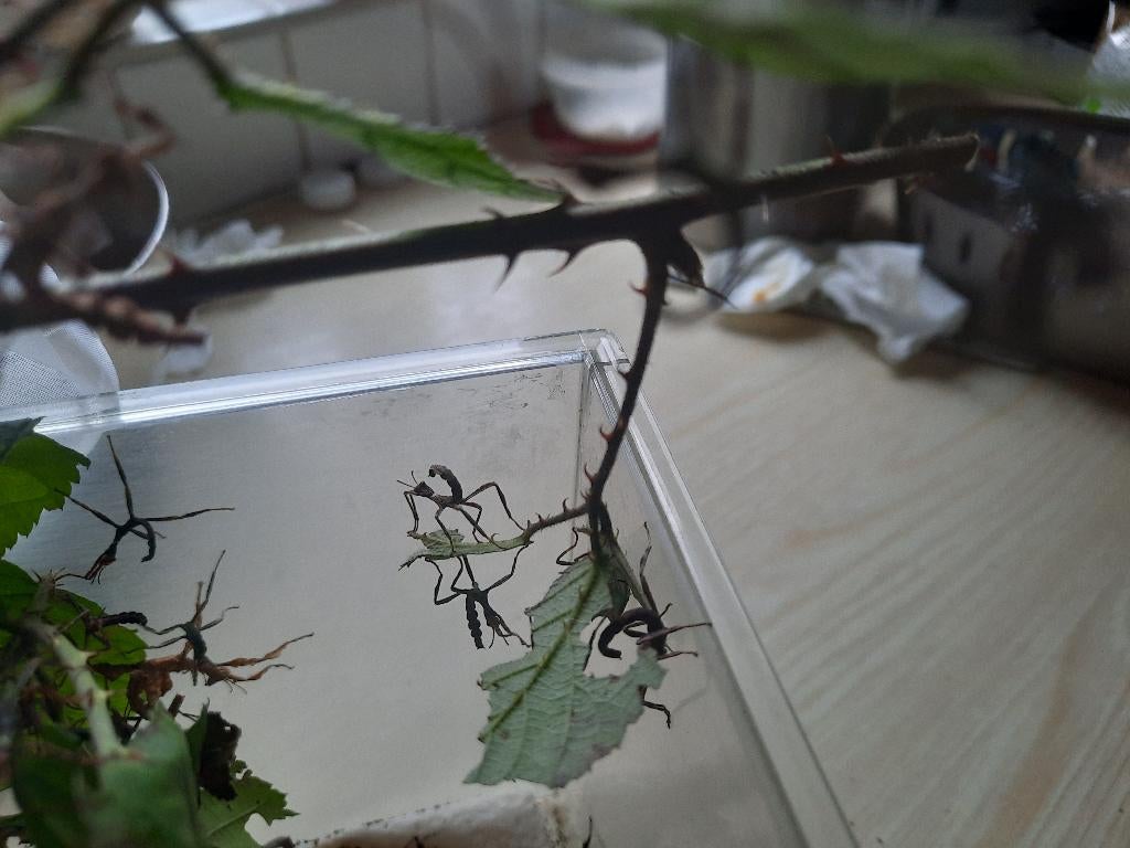 Australische wandelende takken PSG 9, Dieren en Toebehoren, Insecten en Spinnen, Wandelende tak
