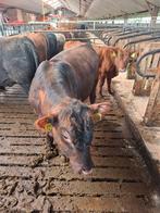 Red & Black Angus stieren, Mannelijk, 0 tot 2 jaar