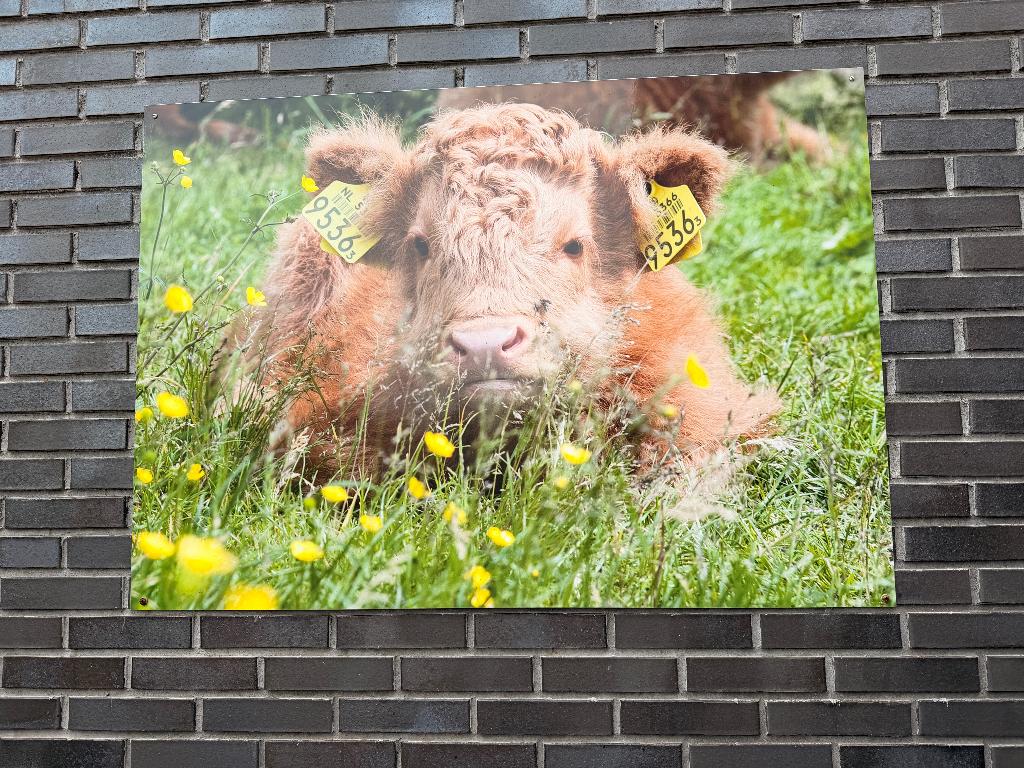 Buitenschilderij Schotse Hooglander ZGAN op acrylglas, Ophalen, Zo goed als nieuw