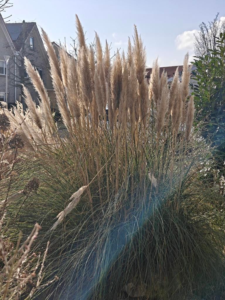 Pampasgras takken voor decoratie!, Ophalen of Verzenden, Nieuw