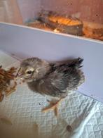 Padua x chabo. Mini kriel kuikens. Laatste 5 voor, Geslacht onbekend, Kip