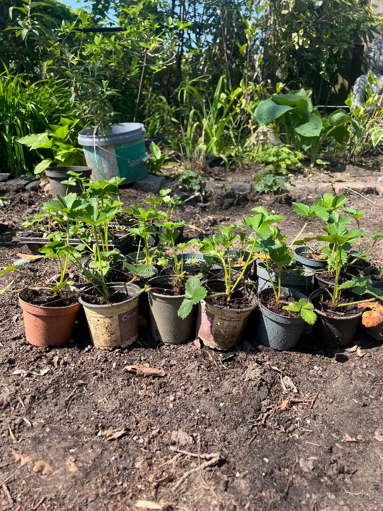 Aardbeien planten., Tuin en Terras, Ophalen, Volle zon, Vaste plant, Fruitplanten