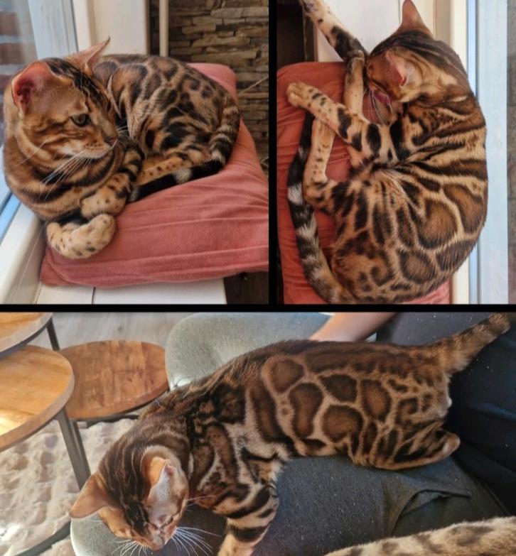 Bengaal dekkater met contrasterijke rozetten brown tabby🐆, Dieren en Toebehoren, Katten en Kittens | Dekkaters, 0 tot 2 jaar