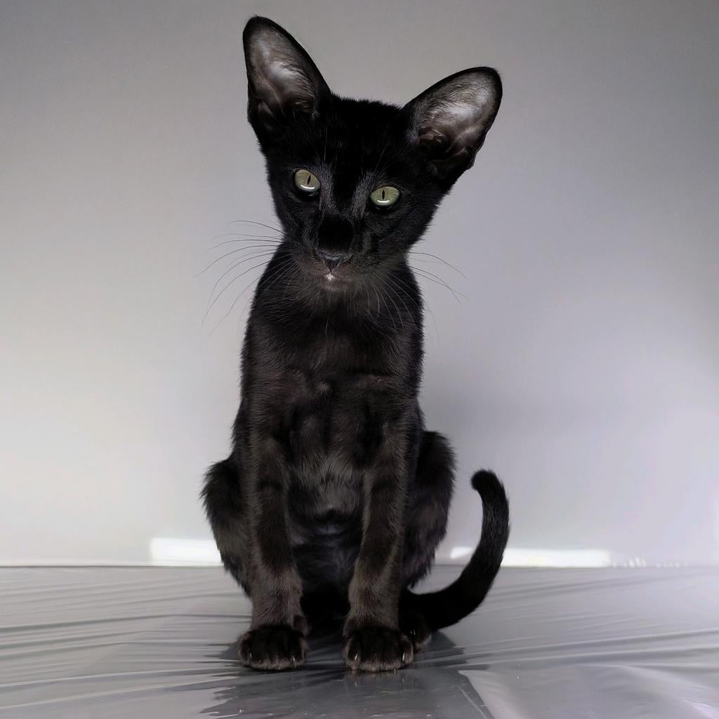 Kittens, Ooster korthaar kittens, oriental kittens, pete..., Meerdere dieren, Ontwormd, 0 tot 2 jaar