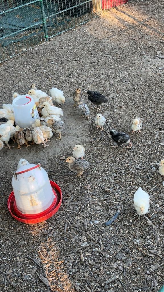 Kuikens van 4 weken oud, Dieren en Toebehoren, Pluimvee, Geslacht onbekend, Kip