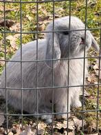 Prachtige Minilop konijntjes (eventueel met stamboom), Dieren en Toebehoren, Meerdere dieren, Dwerg, Hangoor, 0 tot 2 jaar