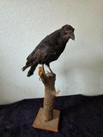 Kraai, Ophalen, Beeldje of Figuurtje