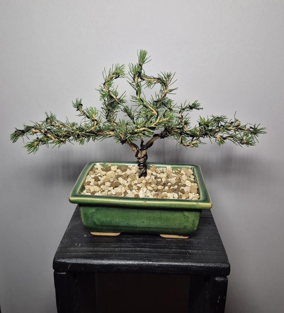 Mini Picea Bonsai met Pot, Vaste plant, Bloeit niet, Halfschaduw, Ophalen
