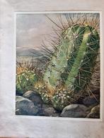 Verkade Album Cactussen, Ophalen, 1920 tot 1940, Ongelopen, Natuur